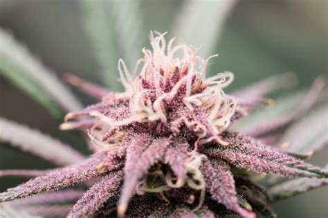 History Of Purple Kush Why Its Perfect For Relaxation