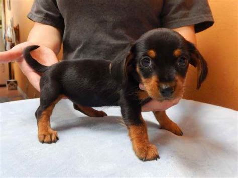 Dachshund Puppy Los Angeles | PETSIDI