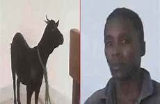 man goat raping year sentenced jail kenyan term gets imprisonment neighbour nairobi his