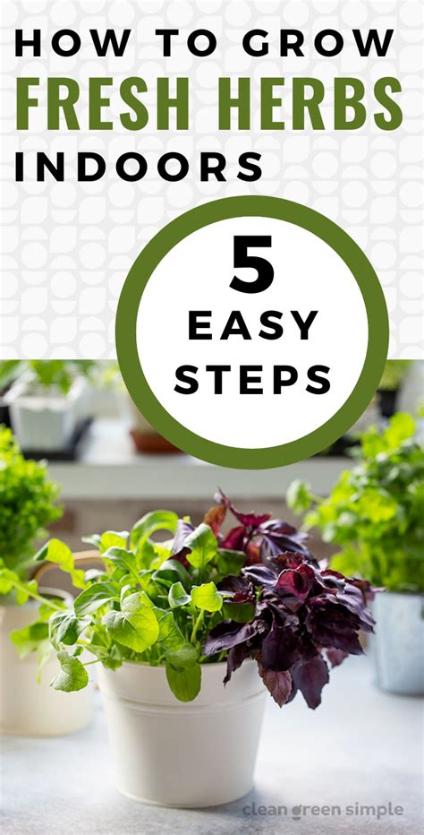 How To Grow Fresh Herbs Indoors In 5 Easy Steps Clean Green Simple