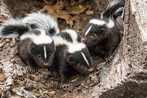 Skunk Facts About This Misunderstood Critter Facts Net