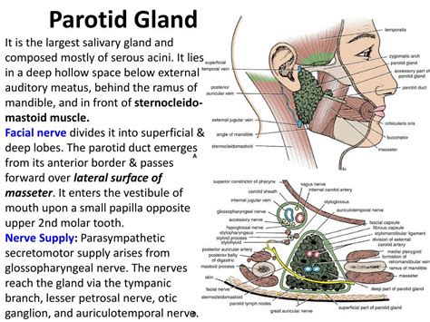 Ppt Oral Cavity And Salivery Glands Powerpoint Presentation Free