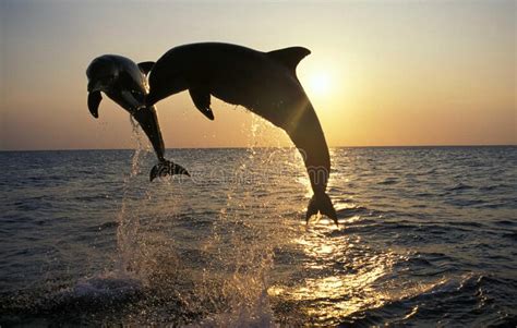 Bottlenose Dolphin Tursiops Truncatus Adults Jumping At Sunset Coast