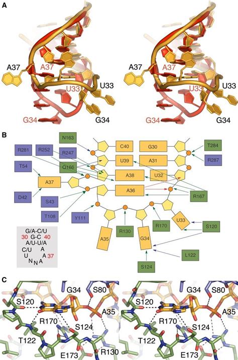 Trna Conformation And Trna Protein Interactions A Stereo Overlay Of Download Scientific