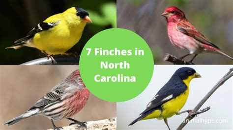 Types Of Finches In North Carolina 7 Species With Pictures Animal Hype