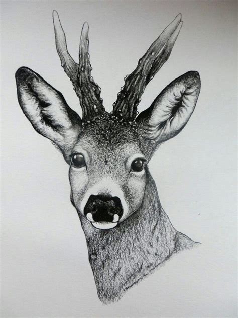 Szkic Sarny Rooe Deer Sketch Deer Drawing Deer Sketch Hunting Art