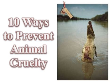 10 Ways To Prevent Animal Cruelty