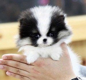 Miniature dachshunds usually live at least 12 to 14 years (and often. How long do Pomeranians Live | Toy pomeranian puppies ...