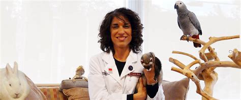 Birds, reptiles, guinea pigs, rabbits, rats, snakes and ferrets are all brought to pender vet exotic animal hospital to receive the best in exotic veterinary services and care from our specially trained exotics veterinarians and. Everything You Need To Know Before Choosing A Veterinary ...