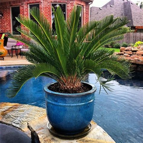 Image Result For Best Palm Plant For Full Sun Potted Pool Landscaping