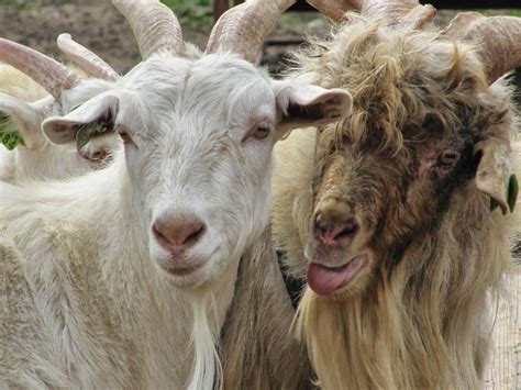 Cashmere Goats Dairy Goats Goat Farming Mongolia Sheep Animal 2