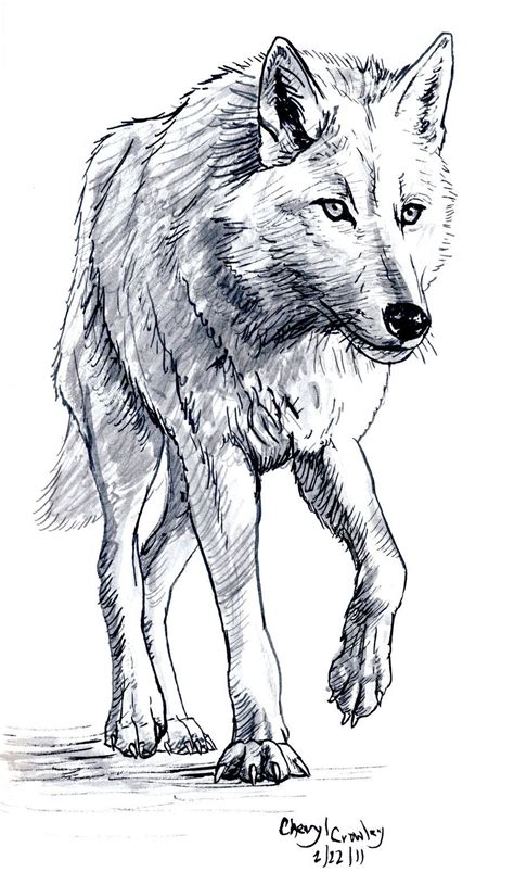 Black and white linear paint draw wolf illustration. White Wolf by silvercrossfox.deviantart.com on @DeviantArt ...
