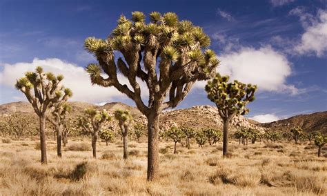 Joshua Tree National Park Photography Guide And Tips Apogee Photo