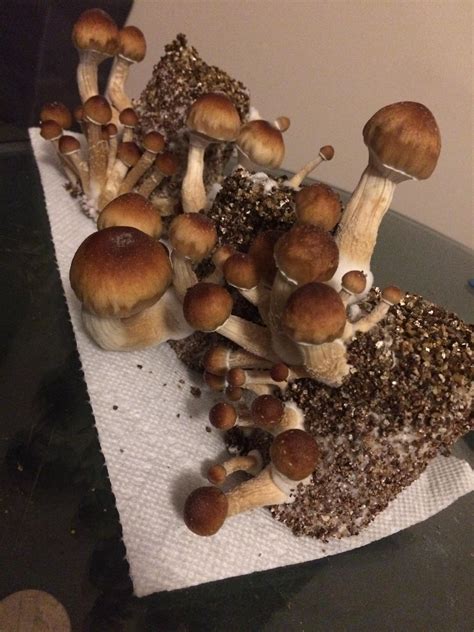 Golden teachers ready for harvest : r/PsilocybinMushrooms