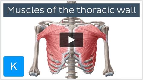 Video Muscles Of The Thoracic Wall Kenhub