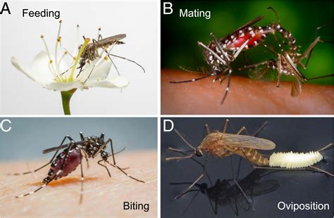 The Mosquito Taste System And Disease Control Pnas