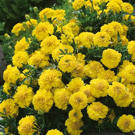 Marigold French Yellow Jacket Seeds From Mr Fothergills Seeds And Plants