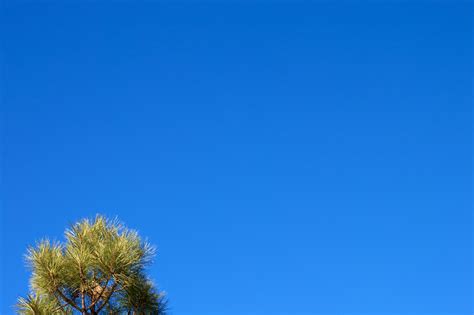 Free Images Tree Horizon Branch Cloud Sky Flower Wind Blue
