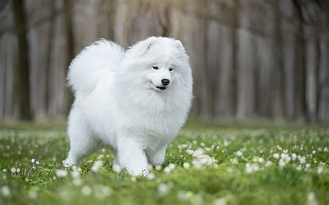 White Fluffy Dog Samoyed Green Grass Friendly Dogs Pets White Dog