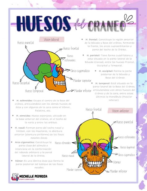 Huesos Del Craneo Salud Cráneo Anatomía Udocz Huesos Del