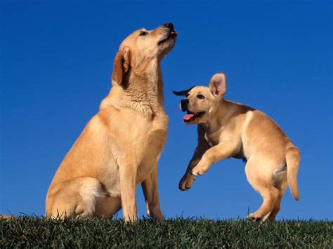 Как научить лабрадора фото собаки Как научить щенка лабрадора фото породы собак обои фото