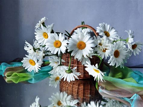 Daisies Basket White Petals Flowers HD Wallpaper Pxfuel