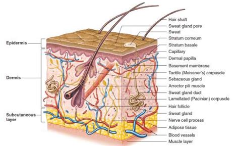 ˈkɑːɭ fɔn lɪˈneː ()), was a swedish botanist, zoologist, taxonomist, and physician who formalised binomial nomenclature, the modern system of naming organisms. 4-A cross-sectional representation of the anatomy of human ...