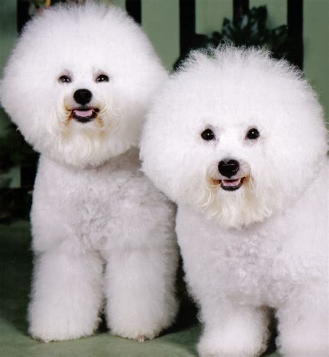 Such Good Dogs: Breed of the Month--Bichon Frise