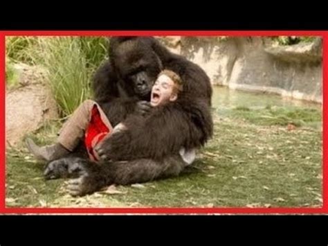 Maybe you would like to learn more about one of these? Gorilla Attacks Compilation,angry Gorilla 2015 Hd New ...