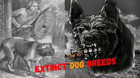 Top 10 Extinct Dog Breeds Extinct Dogs Youtube