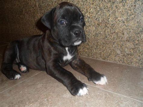 Black, white, fawn, brindle, tan. AKC registered Royal Black Boxer Puppies. for Sale in Encino, California Classified ...