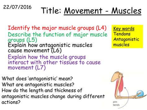 B1 26 Movementmuscles Teaching Resources
