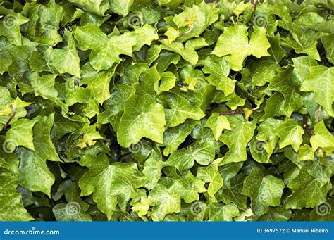 Closeup Of Ivy Vines Stock Photo Image Of Vine Leaves 3697572