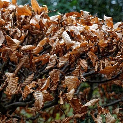 Fagus Sylvatica Atropunicea Copper Beech Future Forests
