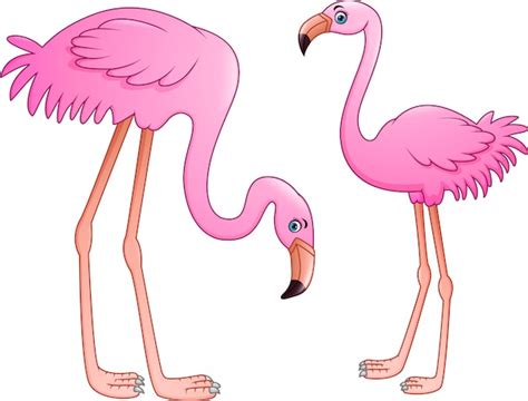 Premium Vector Cartoon Two Pink Flamingo On White Background