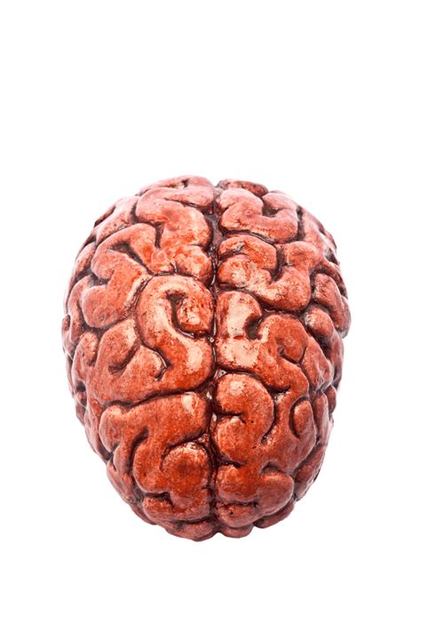 Bloody Brain On White Intelligence White Background Isolated Mental