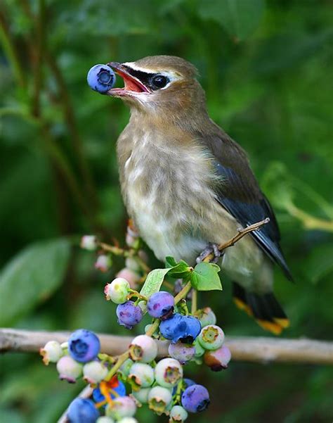 My dog ate a bird. it may be an unexpected thing for dog owners to say, but it happens. Bird eating blueberry - The Jackson Pathfinders