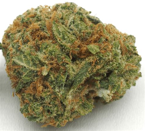 Though the idea is novel for tomatoes, it hasn't been proven to make them grow any faster. Pineapple Upside Down Cake Strain - Growing Tips and ...