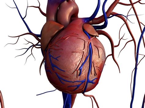 Datos Y Curiosidades Sobre El Corazón La Imponente Energía Del Corazón