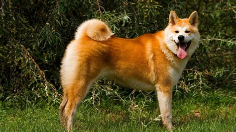 Akita Inu Mascotas Decogarden