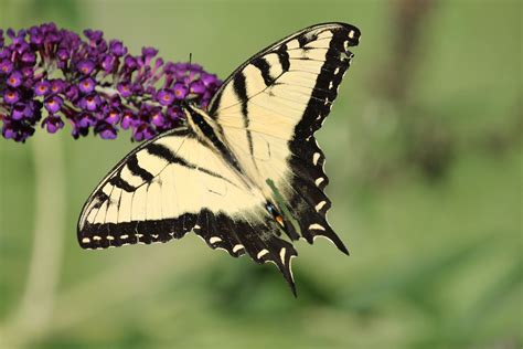 Eastern Tiger Swallowtail Butterfly Saline Michigan Flickr