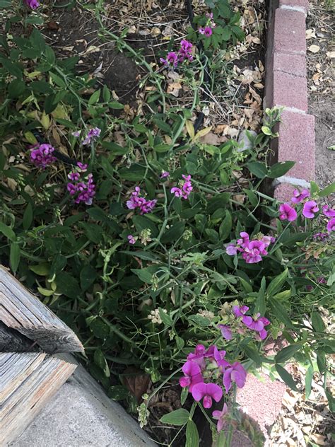 What Is This Sprawling Purple Flower Growing In My Yard Its Like It