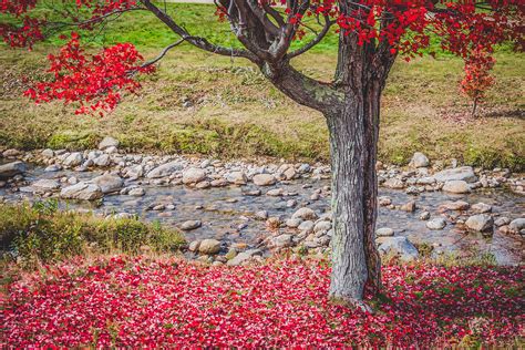 Red Leaves Falling Photograph By Black Brook Photography Fine Art America