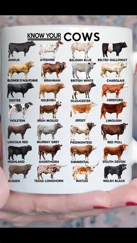 Do You Know Your Cows Cattle Farming Breeds Of Cows Cattle Ranching