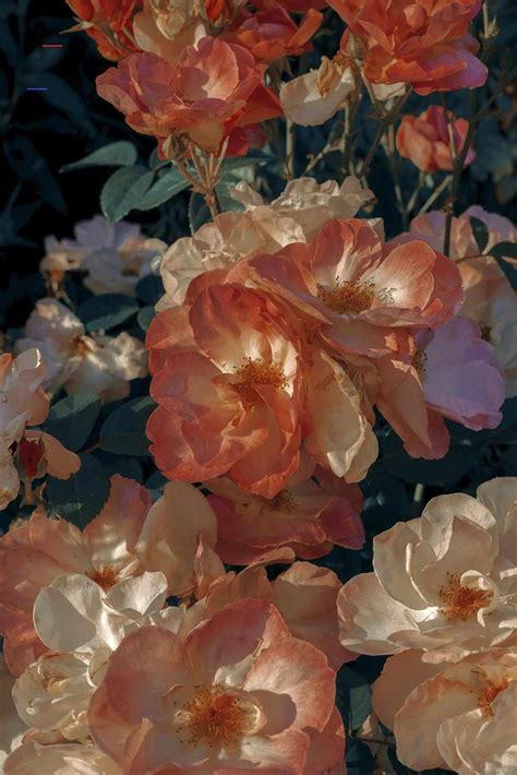 15 Aesthetic Vintage Flower Wallpaper Images