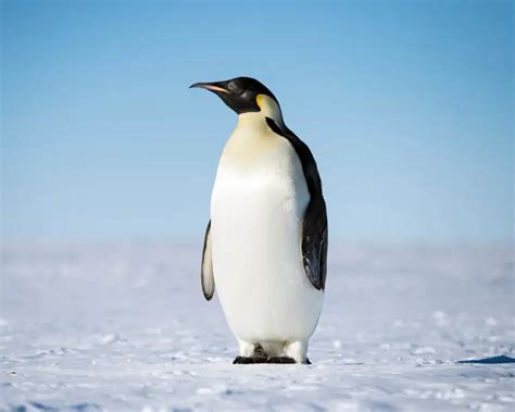 Emperor Penguin Facts Diet Habitat And Pictures On Animaliabio