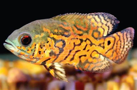 #betta #siamese fighting fish #african cichlid #cichlids #fishkeeping #tropical fish #fish #pleco #bristlenose #aquarium #bettasandbristlenose. Cichlid Family Care Sheet | Petco