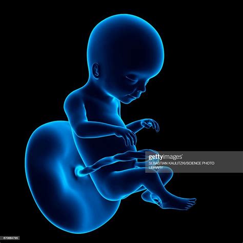 Human Fetus Age 20 Weeks High Res Vector Graphic Getty Images