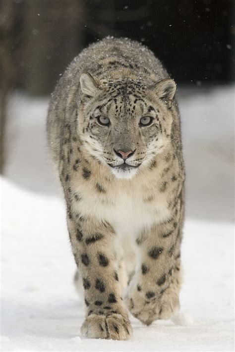 For Bhutan It Takes A Community To Save The Snow Leopard National