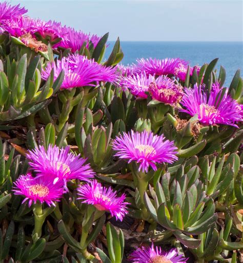 Free for commercial use no attribution required high quality images. Carpobrotus Virescens, exotic ice plant living succulent ...